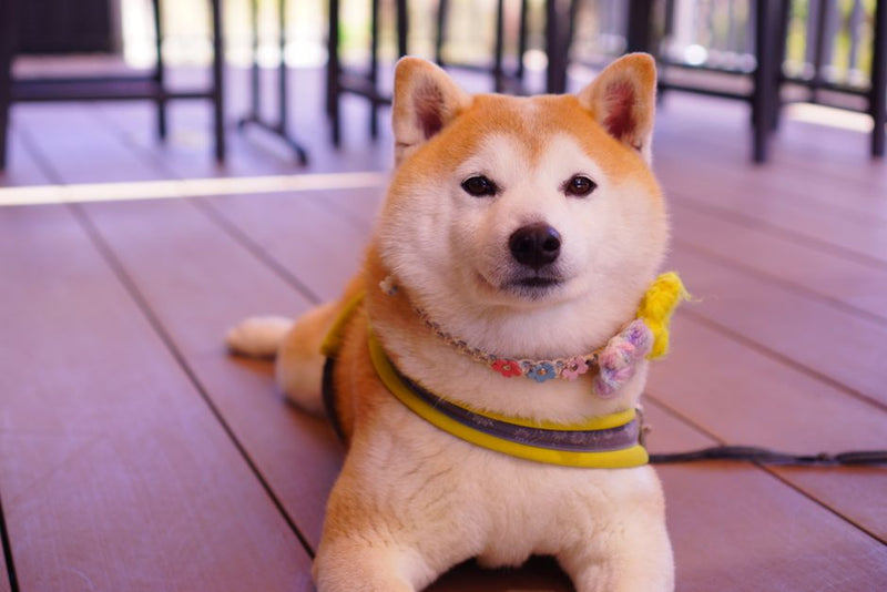 木製ペット用品で愛犬と共に過ごす、心地よい生活