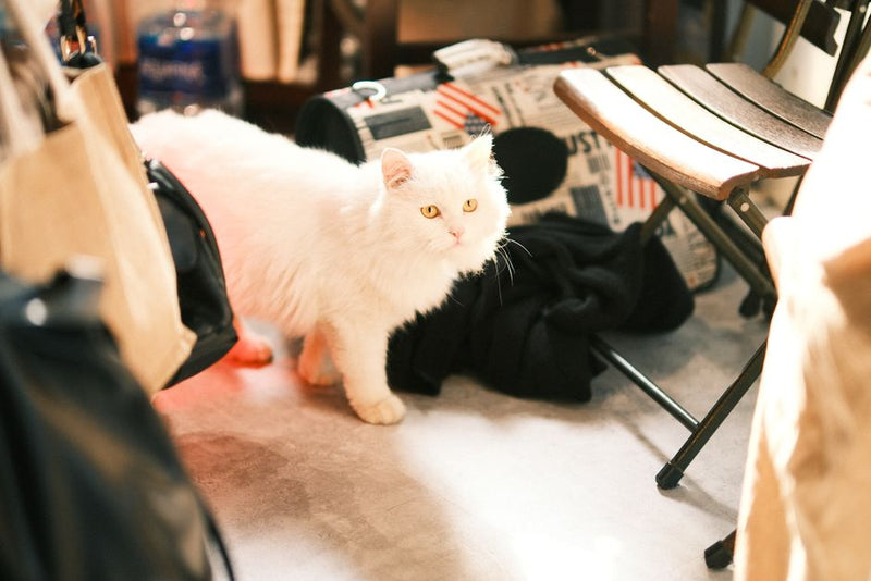 猫の記念日に贈る心温まるギフト選びとアイディア