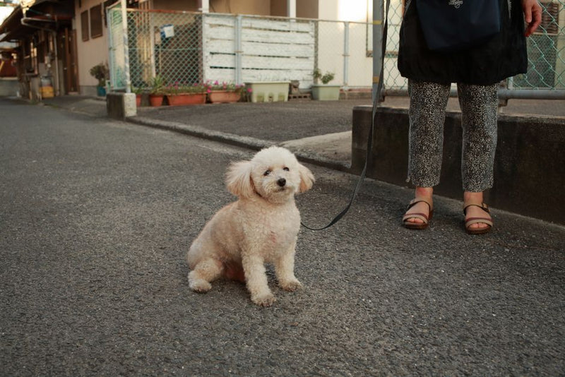 犬の迷子札を選ぶときに気になること