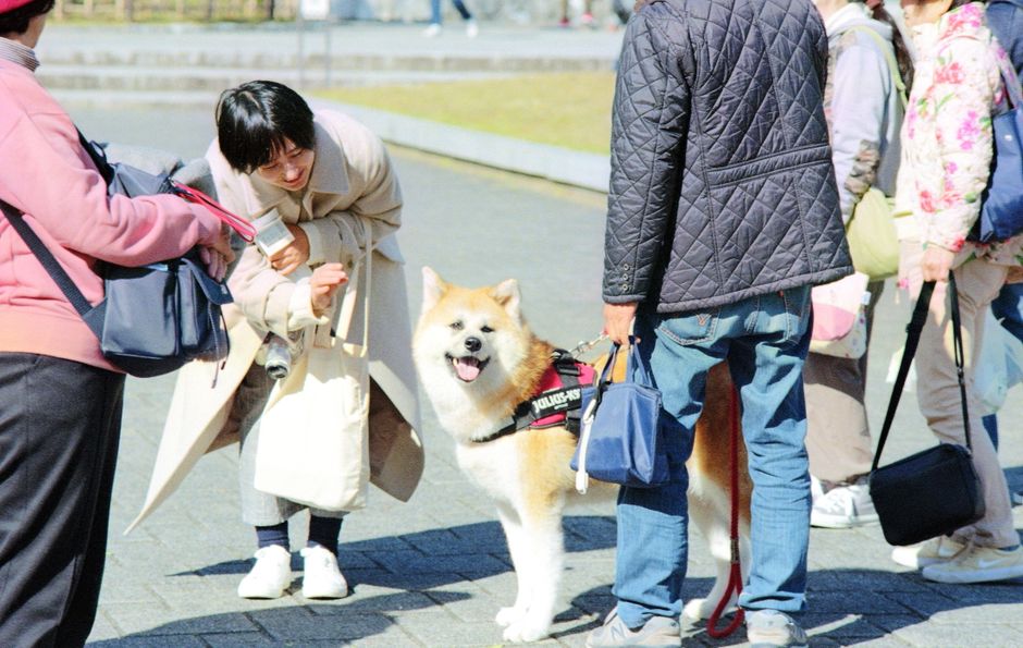 迷子札の選び方と活用法 ― 名入れで安心をプラス