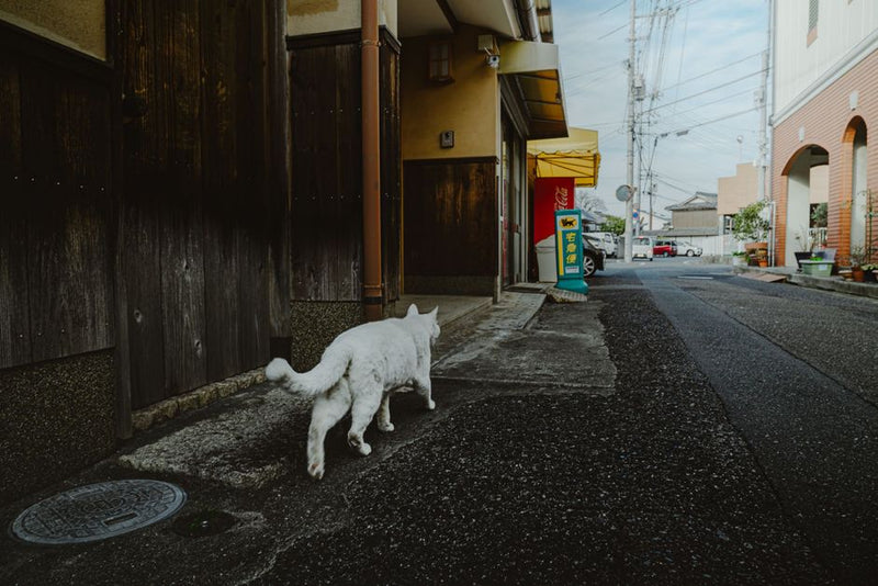 猫用迷子札おすすめ7選｜軽さ・素材で比較