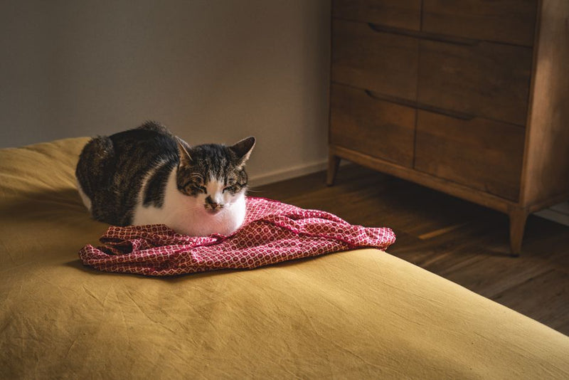 猫のネームタグのおすすめは？愛情込めて選ぶコツ