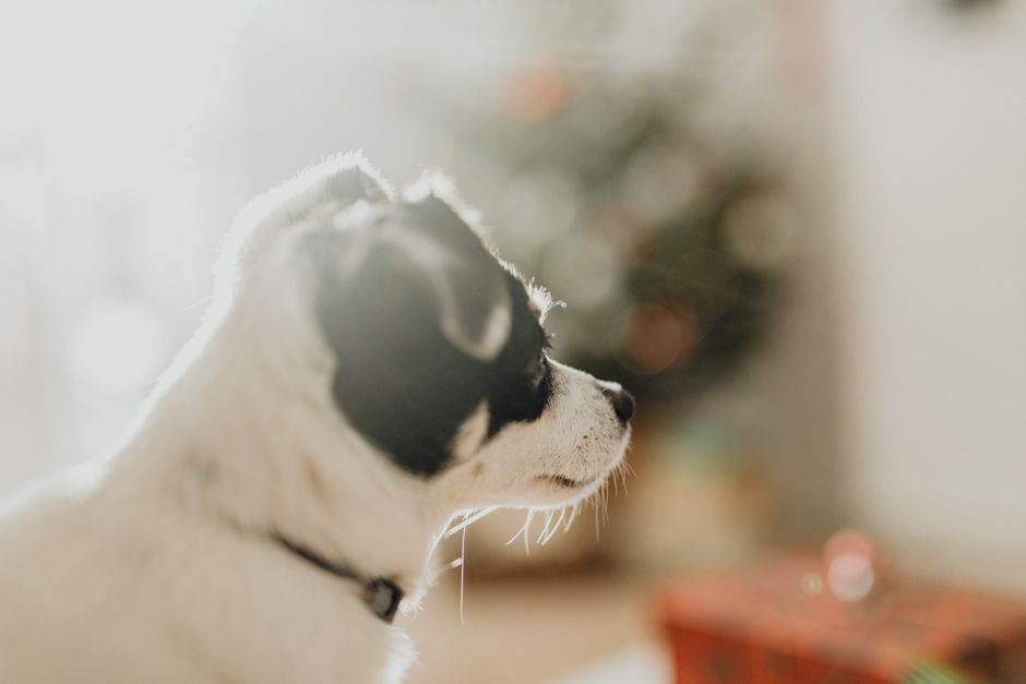 ペットと過ごすクリスマスの作り方：愛と喜びの瞬間
