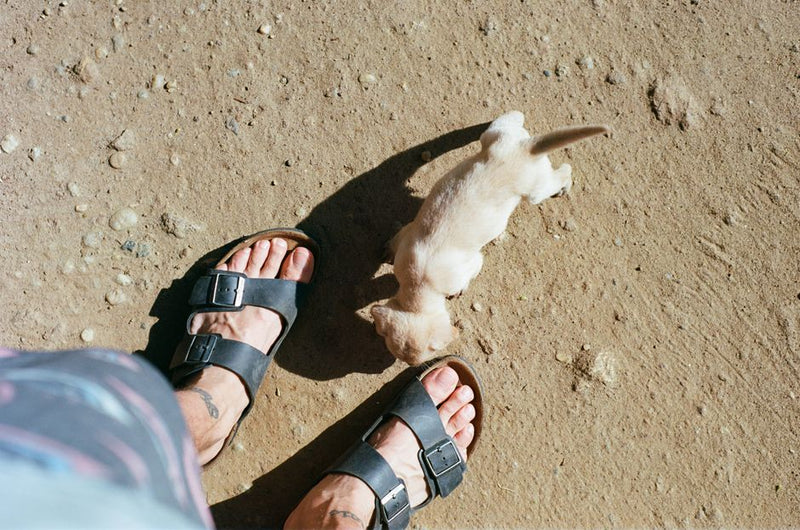 猫の耳と気持ちを大切にするお迎え記念日の贈り物と過ごし方