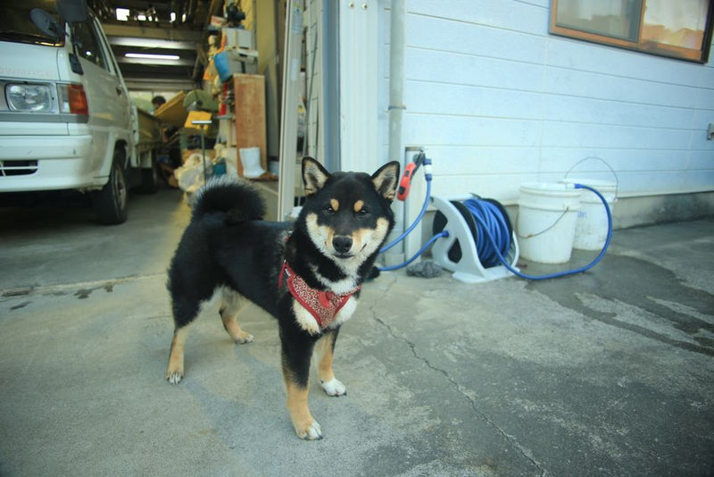 猫迷子札のおすすめと作り方